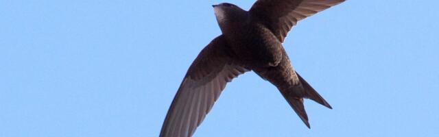 Uus meetod paljastab linnupesad, mis seni märkamatuks jäid