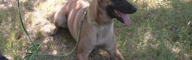 Teenistuskoerad võtsid omavahel mõõtu