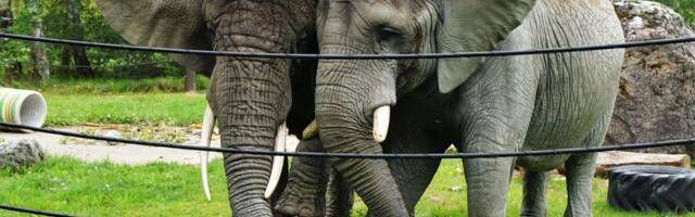 Tallinna loomaaed tähistab oma sünnipäeva meeleoluka loodushariduspäevaga