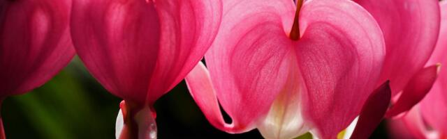 Homne botaanikaaia aiapäev toob kokku huvilised ja eksperdid