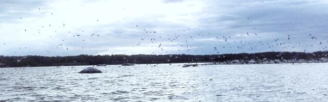 ANDRES JAANUS: oli kord Kajakasaar…