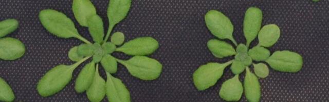 Taimekasvu ergutamiseks fotosünteesi häkkimine võib olla arvatust keerukam