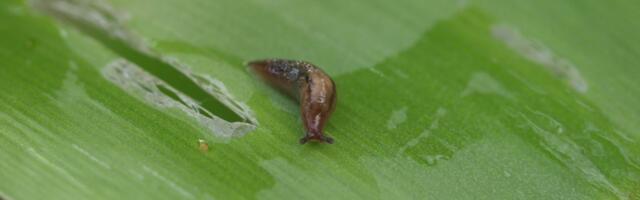 Kuidas toime tulla tigude ja nälkjate pealetungiga?