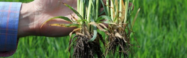 Lugeja küsib: mis vahe on Moddus Start`il ja Moddus 250 EC-l?