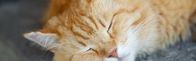 Kui uni ei tule ega tule: seitse ebatavalist nippi magama jäämiseks