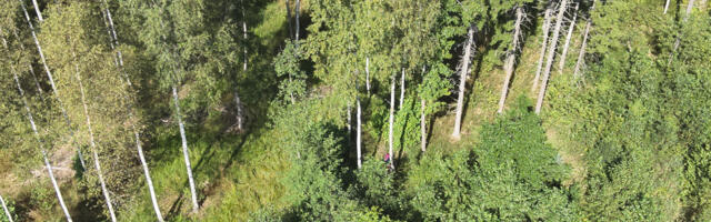 Türi päästjad tuvastasid drooni abil metsa eksinud eaka