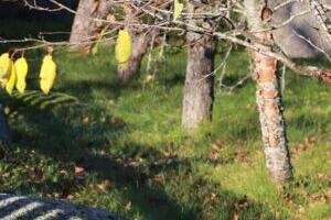 Punahing paelaga kaelas