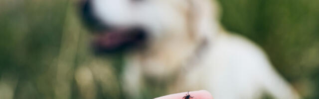 Puugi saab hõlbsasti koduste vahenditega eemaldada: kuidas seda õigesti teha?