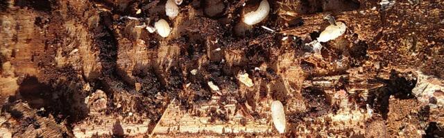 Tulekul on kuuse-kooreüraski teine põlvkond