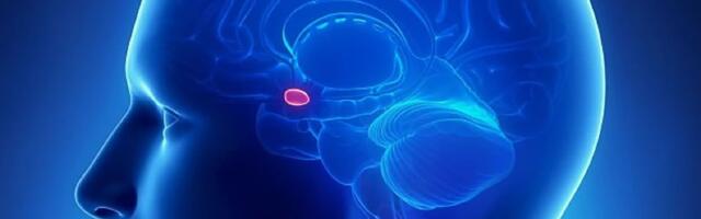 Käbinääre: mis see on, funktsioon ja häired. Kas see ikka on “kolmas silm”?