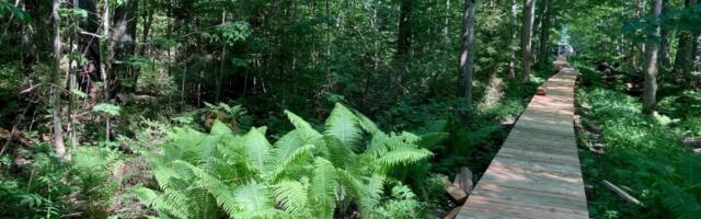 Teadlased otsivad võimalusi metsa- ja põllumajanduse kliimakindlamaks muutmiseks