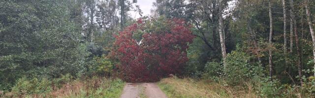 FOTOUUDIS: murdunud puud on blokeerinud populaarse metsatee
