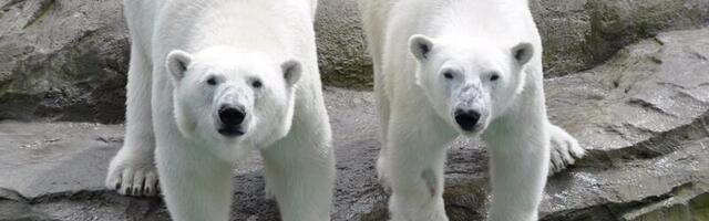 Tallinna loomaaed valmistub kahe uue jääkarutüdruku vastuvõtmiseks