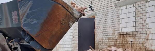 KÕMU: Riigikogu liikmed PEAVAD leidma sigade katku tõrjumise anomaaliatele vastuseid!