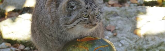 Tallinna loomaaed alustab sügisvaheaga suure kõrvitsapeoga