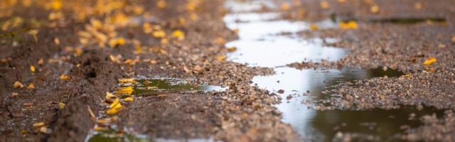 Marju Kõivupuu: sügise märgid. Mida räägib rahvapärimus, millist sügist ja talve oodata?