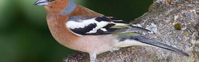 Keskkonnaminister kutsus linnurahu teemal tasakaalu otsima