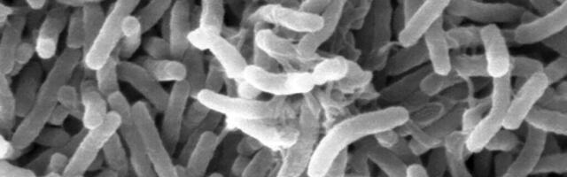 EESTIS KAHTLUSTATAKSE ÜLE 31 AASTA JÄLLE KOOLERASSE NAKATUMIST