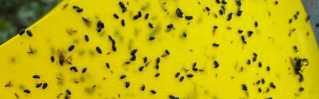 Paul-Techi põllujaam: Aprill tõi põllumeestele nii kasvuhoogu kui ka külmalõõtsutusi