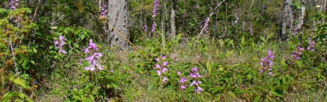 LOODUSE IME | Hiiumaalt avastati üks Eesti suurimaid tolmpeade asurkondi