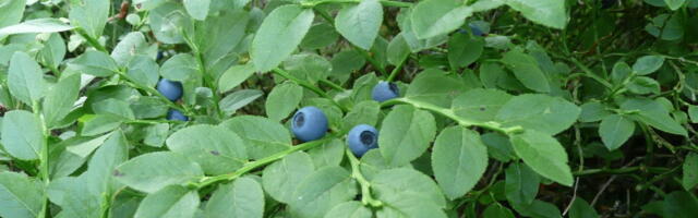 Soome mustikametsi laastab haruldane ja agressiivne seenhaigus