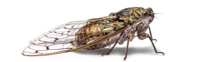 Teadlased: uus COVID-19 variant võib lastele kergemini külge hakata