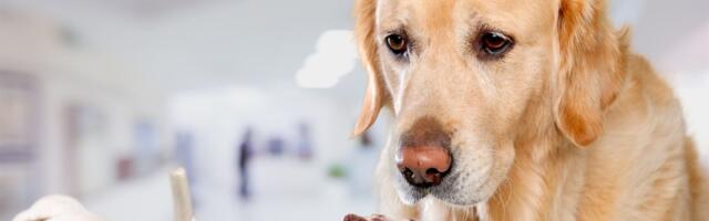 Tavalised toiduained inimese toidulaualt, mida koer kindlasti süüa ei tohi