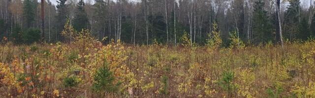 Erametsaomanike huvi metsade uuendamise vastu on kõrge