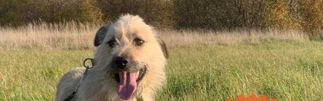 Selle nädala staar on Teemu Viljandi varjupaigast