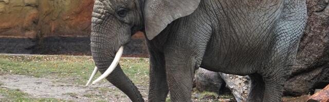 Tallinna loomaaed ootab laste haridusasutusi kõrvitsate kogumiskampaanias osalema