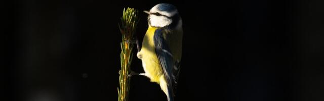 Vanus annab eelise_ noor isane sinitihane naabrinaise juures löögile ei saa