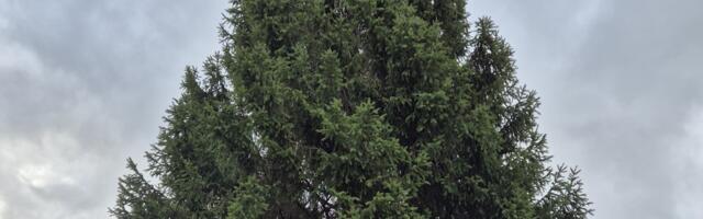 Tartu jõulukuusk tuleb tänavu Võru maakonnast