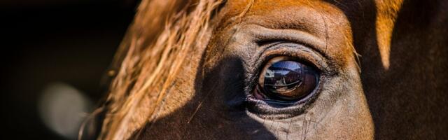 Zoofiilia keelustamise arutelu on kestnud aastaid, eelnõu menetlus venib