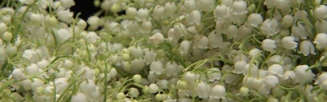 Reporter: Rahvas armastab metsalilli!