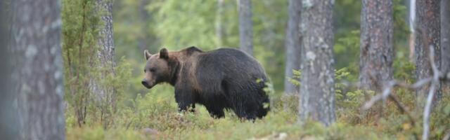 Охотники по-прежнему могут отстреливать медведей несмотря на запрет суда