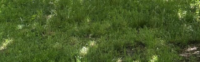 Nišlije traže kazne za vlasnike pasa koji ne čiste za ljubimcima