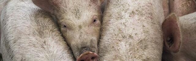 Endine minister ja Tartu linnapea kirjutab praeguse valitsuse sigadustest