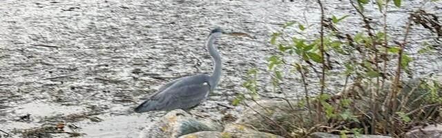 FOTOD | Haigur on uus tuvi või vares? Linde näeb järjest enam ka linnas