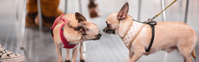 GALERII: Toimus Eesti esimene varjupaigakoerte kokkutulek