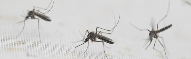 Uus murekoht Pariisi olümpia eel: sääskede levitatav Dengue palavik