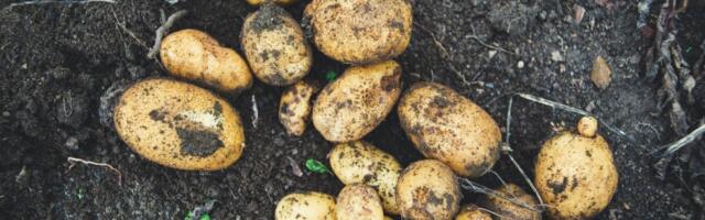 Kuidas vältida looduslikke taimetoksiine toidus?