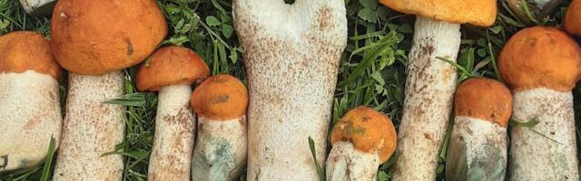 LUGEJATE FOTOD | Üks on karvane ja kollane, teine sinine ja limane! Vaata seenekonkursi parimaid töid