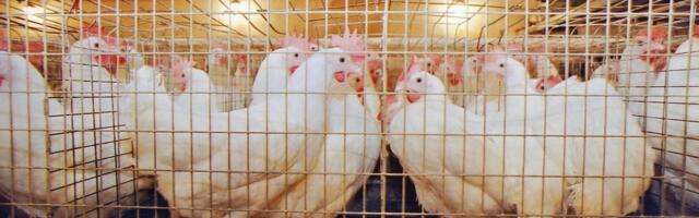 Kristina Kull: hirm, stress, ebamugavus – on nii palju põhjuseid, miks puurikanade pidamine peab lõppema