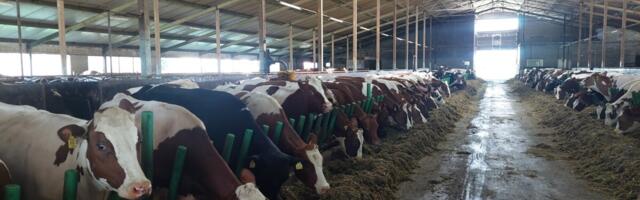 Saaremaa lehm Karamella püstitas uue piimatootmise rekordi