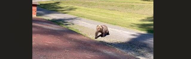 VIDEO | Paanikas karupoeg otsis Alutaguse surnuaial taga oma ema