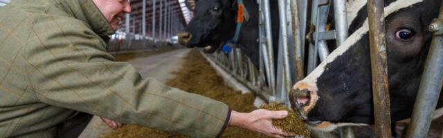 Joakim Helenius ostab Ingmani perelt Eesti piimafarmid