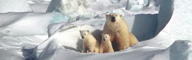 Karol Kallas: kliimaseaduse aluseks on valetav "teadus"