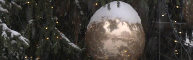 VIDEO. Kust osta jõulukuusk ja kui palju tuleb puu eest tänavu välja käia?