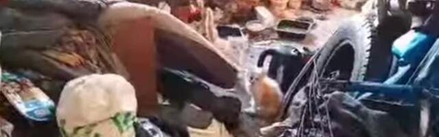 Õudne avastus Kehra kortermajas: Kassipojad surmasuus ja inimene abita