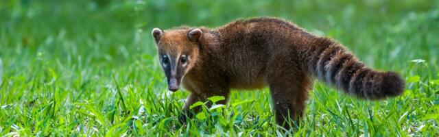 Võrumaal otsitakse taga plehku pannud ninakaru